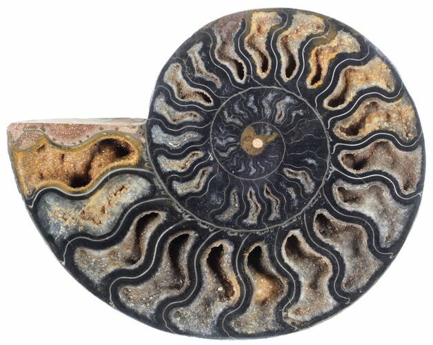 Split Black/Orange Ammonite (Half) - Unusual Coloration #55689